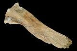 Hadrosaur (Edmontosaurus) Spinous Process - South Dakota #145893-4